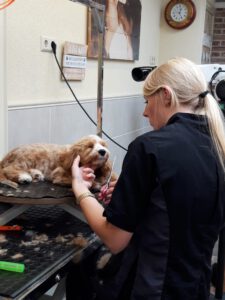 Trimsalon Haarfijn Harderwijk, gediplomeerd trimster voor alle soorten en maten honden